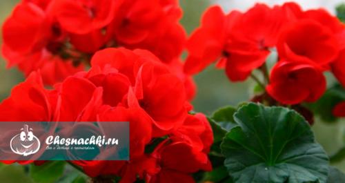 Герань душистая польза. Лечебные свойства и противопоказания герани душистой