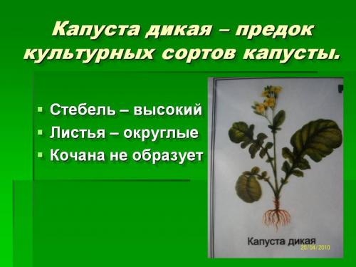 Капуста дикая – предок культурных сортов капусты