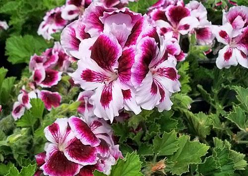 Королевская герань белая. Фото королевской пеларгонии и уход за растением дома