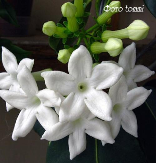 Субстрат для стефанотиса. Стефанотис - уход и выращивание