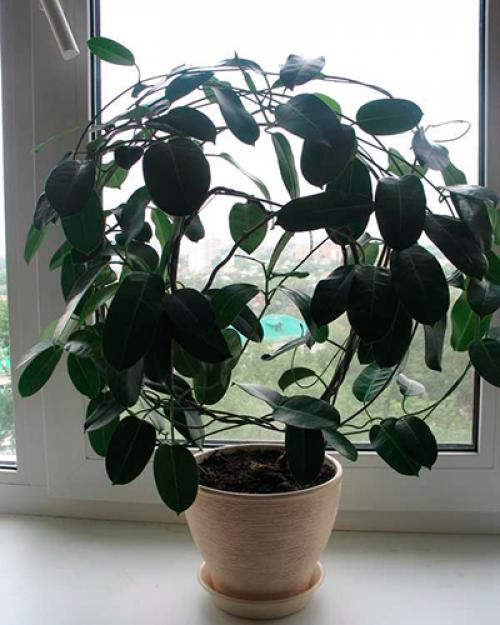 Вянет стефанотис листья мягкие желтеют, что делать. Что делать если у стефанотиса желтеют листья?