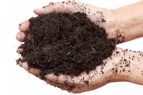 Можно ли держать тую в квартире. Уход за комнатной туей