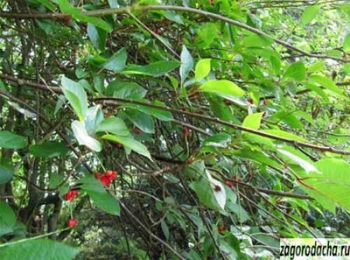 Лимонник китайский рецепты приготовления. Лимонник китайский – выращивание, посадка и уход