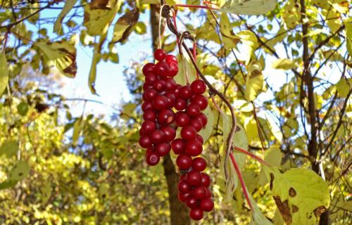 Лимонник дальневосточный — лечебные свойства и противопоказания