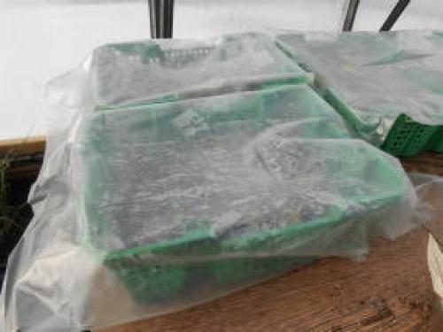 Как сохранить калибрахоа зимой в квартире. Черенкование калибрахоа как способ зимнего сохранения растений