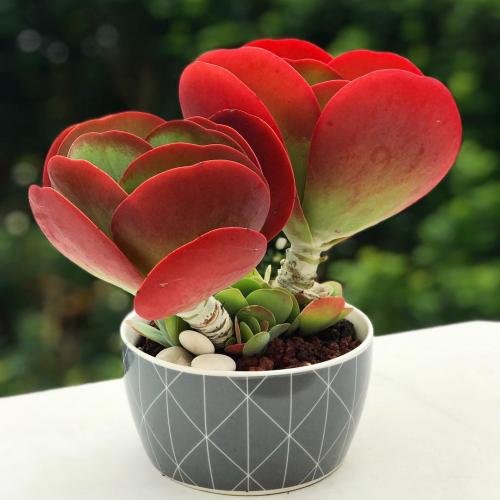 Самые красивые цветущие комнатные цветы фото и названия