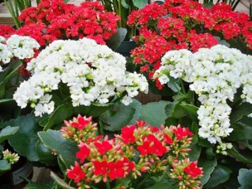 Почему не цветет каланхоэ каландива. 5 причин, почему не цветет каланхоэ