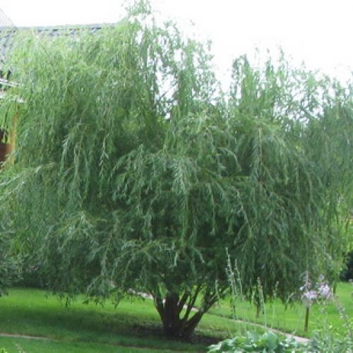 Декоративные деревья названия. Какие декоративно-лиственные деревья и кустарники можно посадить в саду на даче