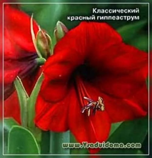 Амариллис и гиппеаструм когда цветет. ТРИ ГЛАВНЫХ ОТЛИЧИЯ АМАРИЛЛИСА ОТ ГИППЕАСТРУМА