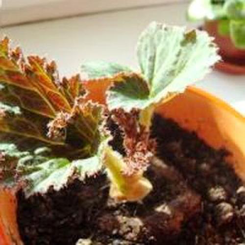 Иван-да-марья домашний цветок. Цветок Иван да Марья бегония комнатная как выглядит, посадка и уход