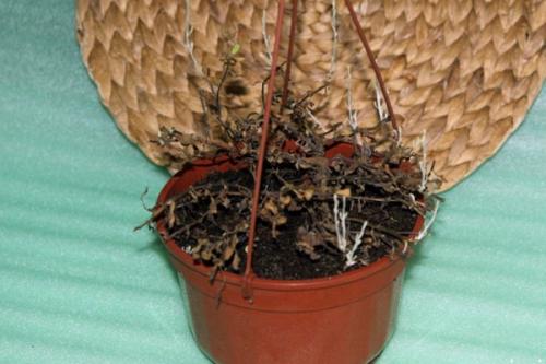 Калибрахоа зимой, как сохранить до весны. Морозной зимой сохранить калибрахоа дома – как это сделать правильно?