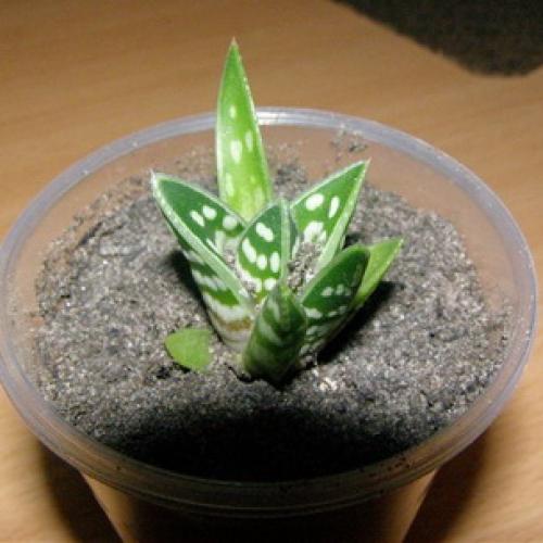 Алоэ пятнистое. Алоэ пестрое (тигровое): фото и лечебные свойства