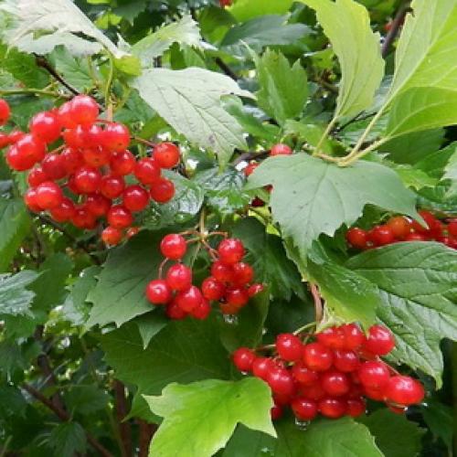 Декоративные деревья названия. Какие декоративно-лиственные деревья и кустарники можно посадить в саду на даче