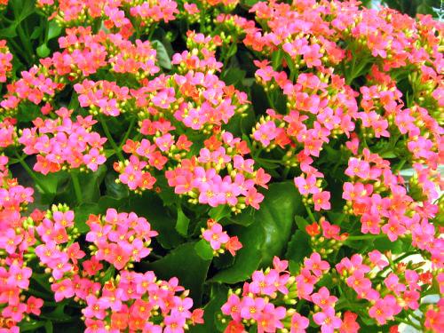 Каланхоэ слишком длинный. Важно знать, как обрезать каланхоэ