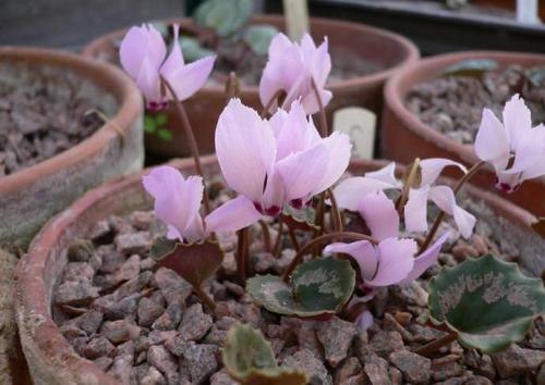 Цикламен персидский и Европейский отличия. Цикламены европейские: лечебные свойства растения и технология ухода в домашних условиях