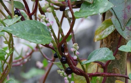 Название комнатных Цветов. Ампельные комнатные растения и цветы фото и названия