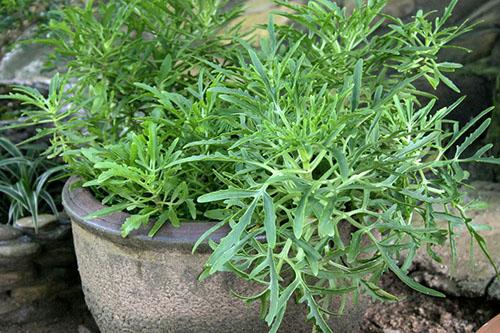 Каланхоэ слишком длинный. Важно знать, как обрезать каланхоэ