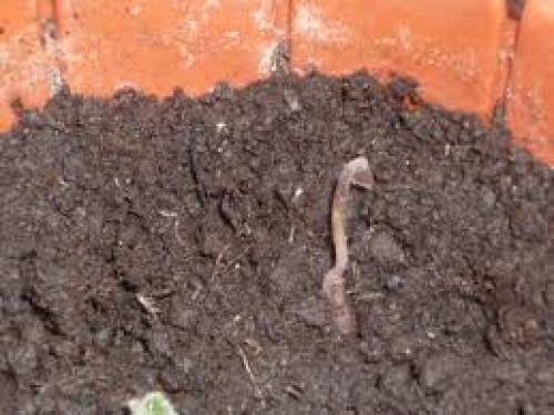 Цикламен персидский из семян. 