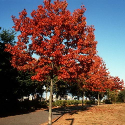 Декоративные деревья названия. Какие декоративно-лиственные деревья и кустарники можно посадить в саду на даче