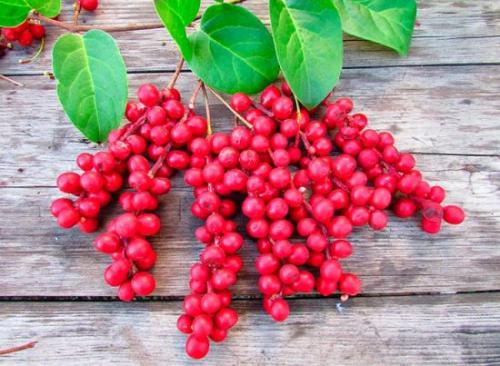 Как приготовить на зиму Лимонник китайский. Заготовка на зиму плодов китайского лимонника: способы с минимальной потерей полезных веществ