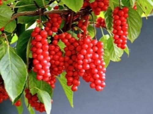 Как выглядит китайский лимонник. Лимонник: описание растения, время и правила его сбора, правила сушки и использования