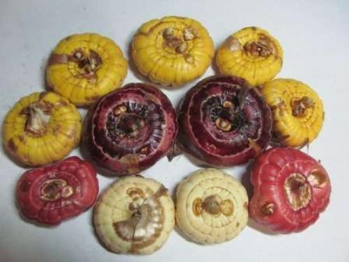 Подготовка к посадке луковиц гладиолусов