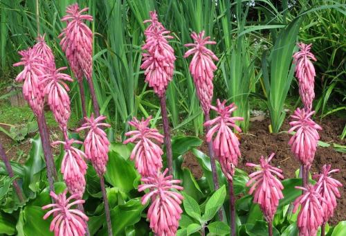 Луковичные комнатные растения фото и названия