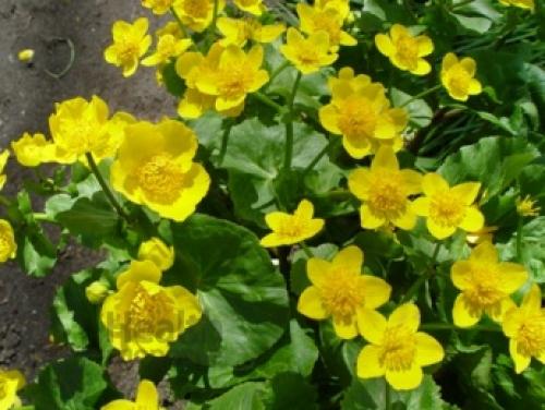 Калужница болотная ядовитая. Калужница болотная (Caltha palustris L.)