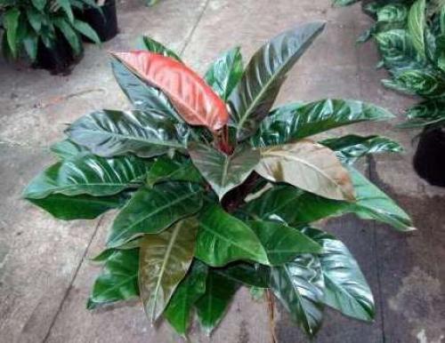 Комнатные растения уход. Комнатные цветы — иллюстрированные названия популярных разновидностей