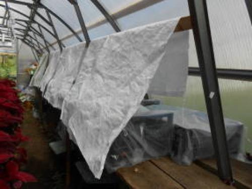 Как сохранить калибрахоа зимой в квартире. Черенкование калибрахоа как способ зимнего сохранения растений