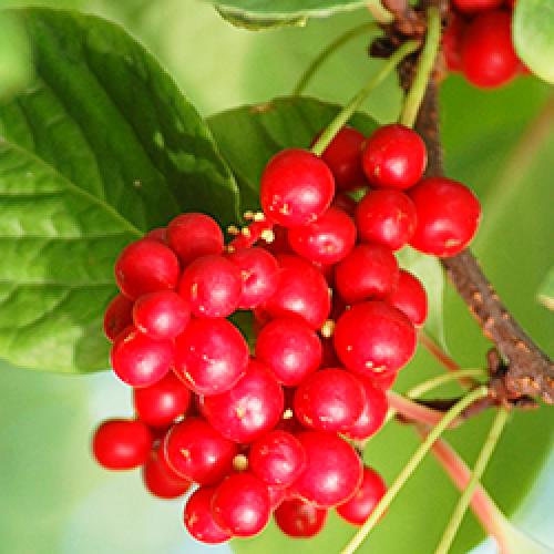 Как приготовить на зиму лимонник китайский. Заготовка на зиму плодов китайского лимонника: способы с минимальной потерей полезных веществ