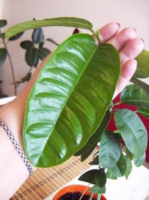 У лимона светлые листья. Освещение