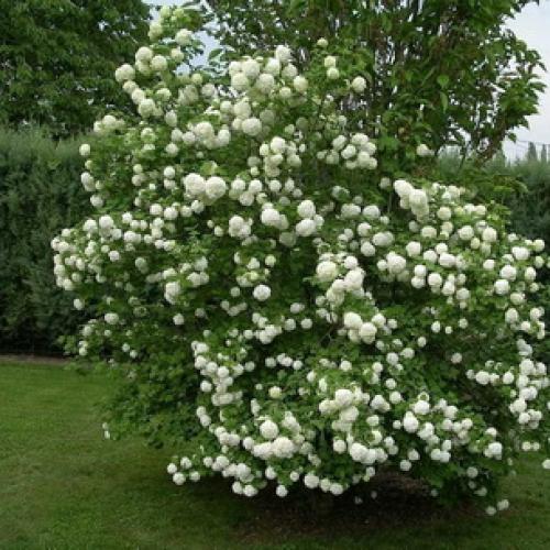 Декоративные деревья названия. Какие декоративно-лиственные деревья и кустарники можно посадить в саду на даче