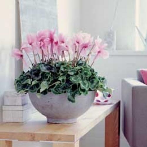 Цикламен персидский значение. Цикламен - цветок гордости и самоуважения