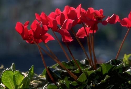 Цикламен персидский и Европейский отличия. Цикламены европейские: лечебные свойства растения и технология ухода в домашних условиях