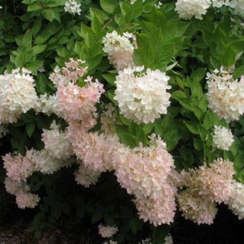 Декоративные деревья названия. Какие декоративно-лиственные деревья и кустарники можно посадить в саду на даче