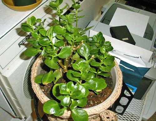 Каланхоэ слишком длинный. Важно знать, как обрезать каланхоэ