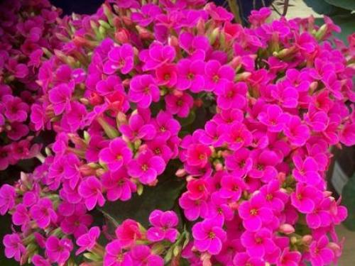 Почему не цветет каланхоэ каландива. 5 причин, почему не цветет каланхоэ