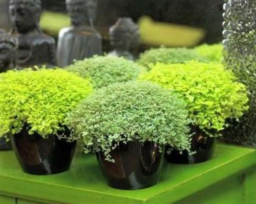 Комнатные растения уход. Комнатные цветы — иллюстрированные названия популярных разновидностей