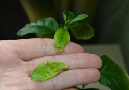 Почему лимон сбрасывает листья, что делать. Причины, по которым лимон может сбрасывать листья: