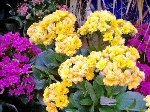 Почему не цветет каланхоэ каландива. 5 причин, почему не цветет каланхоэ