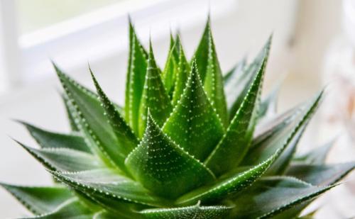 Алоэ барбадосское. Медицинские показания