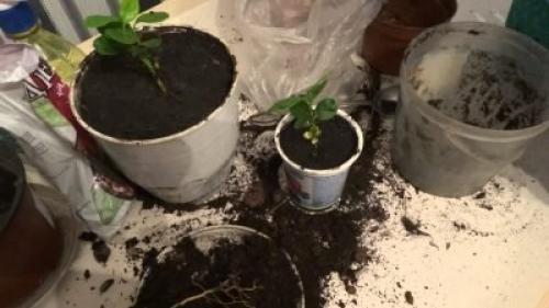 Почему лимон сбрасывает листья зимой, что делать. Причины опадания листьев