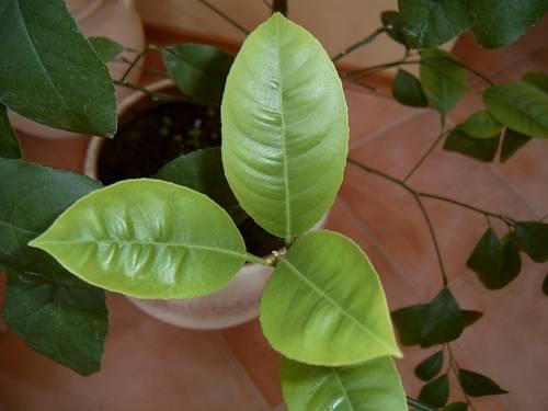 У лимона светлые листья. Освещение