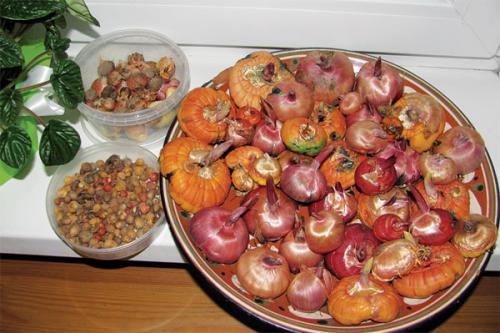 Гладиолусы: когда сажать луковицы, как ухаживать