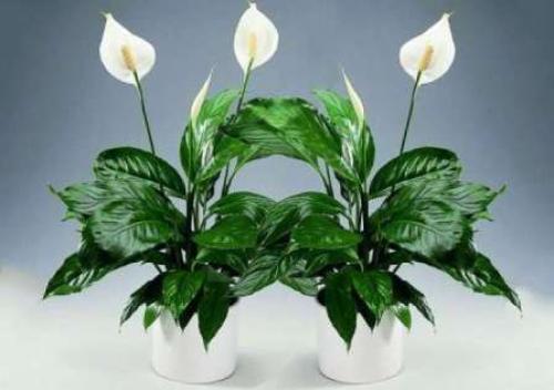 Комнатные растения уход. Комнатные цветы — иллюстрированные названия популярных разновидностей