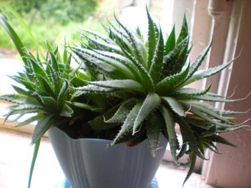 Алоэ пятнистое лечебные свойства. Полезные свойства культуры