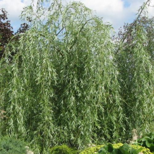 Декоративные деревья названия. Какие декоративно-лиственные деревья и кустарники можно посадить в саду на даче