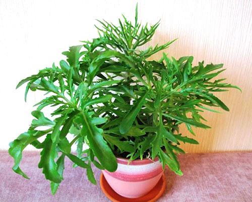 Каланхоэ слишком длинный. Важно знать, как обрезать каланхоэ