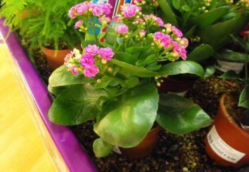 Как стимулировать цветение каланхоэ. Как заставить цвести каланхоэ в домашних условиях